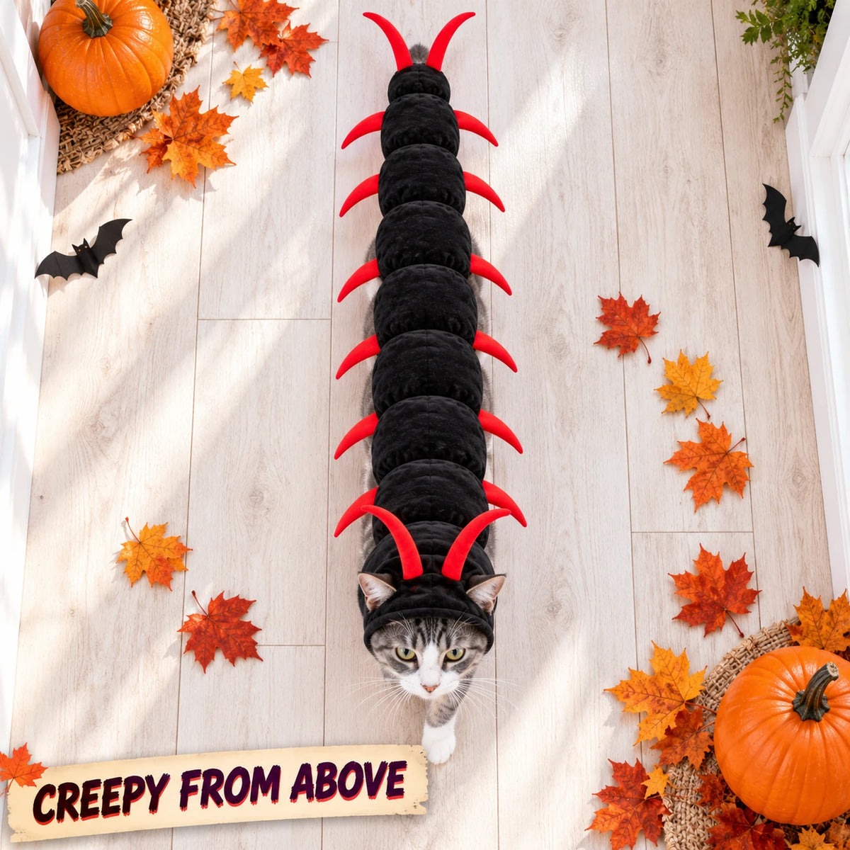 Overhead view of a cat walking in a red-legged centipede costume
